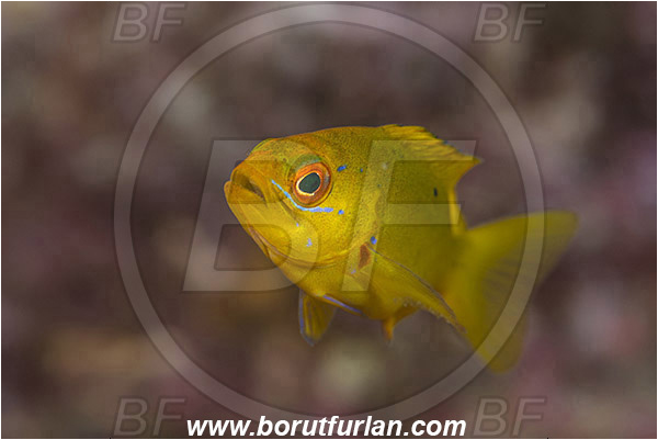 El Bajo, Isla Espirito Santo, La Paz, Baja California, Sea of Cortez, Mexico, Pacific ocean, Paranthias colonus, Paranthias, Serranidae, Pacific creole-fish, Creole-fish, Fish, Juvenile