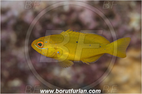 El Bajo, Isla Espirito Santo, La Paz, Baja California, Sea of Cortez, Mexico, Pacific ocean, Paranthias colonus, Paranthias, Serranidae, Pacific creole-fish, Creole-fish, Fish, Juvenile