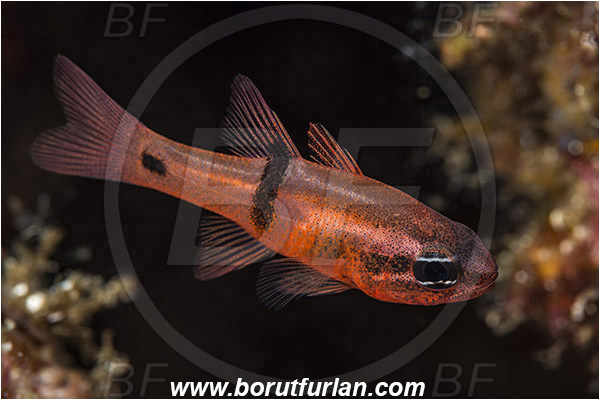 El Bajo, Isla Espirito Santo, La Paz, Baja California, Sea of Cortez, Mexico, Apogon, Apogon pacificus, Apogonidae, Cardinalfish, Fish, Pink cardinalfish, Pacific ocean