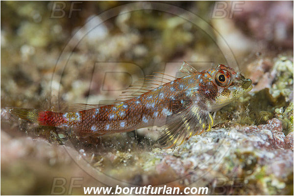 Baja California, Axoclinus, Axoclinus lucillae, Fish, Isla Espiritu Santo, La Paz, Panamic triplefin, Mexico, Pacific ocean, Sea of Cortez, Triplefin, Tripterygiidae