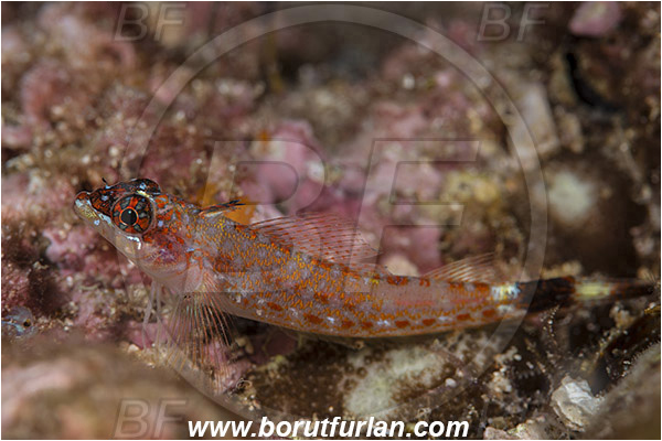 Baja California, Crocodilichthys, Crocodilichthys gracilis, Fish, Isla Espiritu Santo, La Paz, Lizard triplefin, Mexico, Pacific ocean, Sea of Cortez, Triplefin, Tripterygiidae