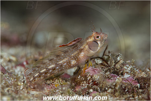 Isla Espirito Santo, La Paz, Baja California, Sea of Cortez, Mexico, Pacific ocean, Acanthemblemaria crockeri, Acanthemblemaria, Blenniidae, Browncheek blenny, Blenny, Fish