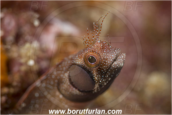 Isla Espirito Santo, La Paz, Baja California, Sea of Cortez, Mexico, Pacific ocean, Acanthemblemaria crockeri, Acanthemblemaria, Blenniidae, Browncheek blenny, Blenny, Fish, Portrait