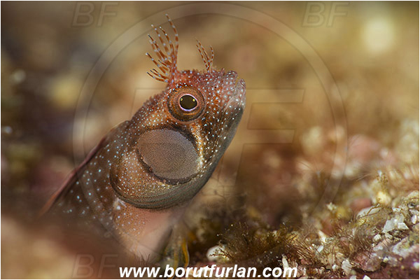 Isla Espirito Santo, La Paz, Baja California, Sea of Cortez, Mexico, Pacific ocean, Acanthemblemaria crockeri, Acanthemblemaria, Blenniidae, Browncheek blenny, Blenny, Fish, Portrait