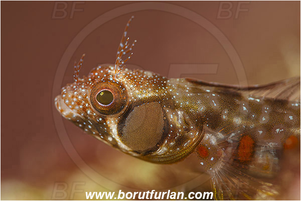 Isla Espirito Santo, La Paz, Baja California, Sea of Cortez, Mexico, Pacific ocean, Acanthemblemaria crockeri, Acanthemblemaria, Blenniidae, Browncheek blenny, Blenny, Fish, Portrait