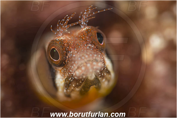 Isla Espirito Santo, La Paz, Baja California, Sea of Cortez, Mexico, Pacific ocean, Acanthemblemaria crockeri, Acanthemblemaria, Blenniidae, Browncheek blenny, Blenny, Fish, Portrait
