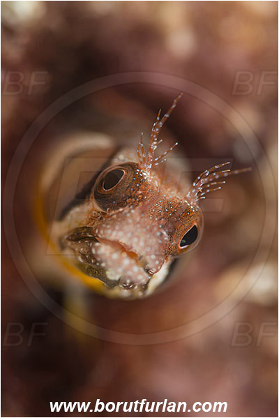 Isla Espirito Santo, La Paz, Baja California, Sea of Cortez, Mexico, Pacific ocean, Acanthemblemaria crockeri, Acanthemblemaria, Blenniidae, Browncheek blenny, Blenny, Fish, Portrait