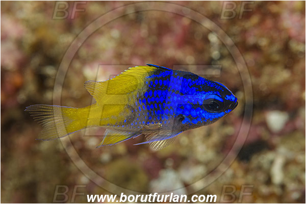 Baja California, Blue-and-yellow chromis, Chromis, Chromis limbaughi, Damselfish, Fish, La Paz, Limbaugh