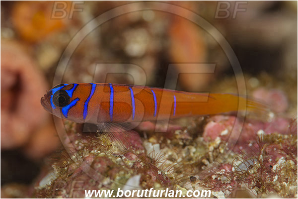 Isla Espirito Santo, La Paz, Baja California, Sea of Cortez, Mexico, Pacific ocean, Lythrypnus dalli, Lythrypnus, Gobiidae, Bluebanded goby, Goby, Fish