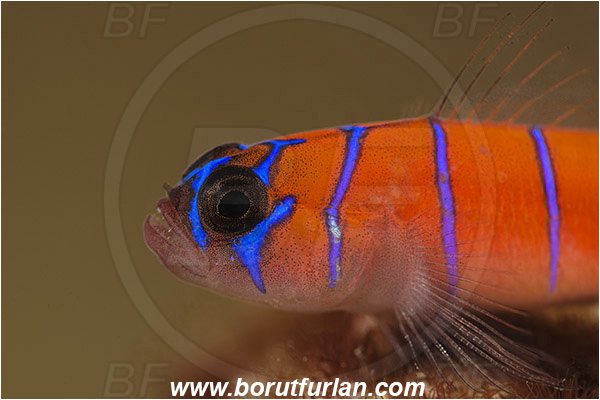 Isla Espirito Santo, La Paz, Baja California, Sea of Cortez, Mexico, Pacific ocean, Lythrypnus dalli, Lythrypnus, Gobiidae, Bluebanded goby, Goby, Fish, Portrait