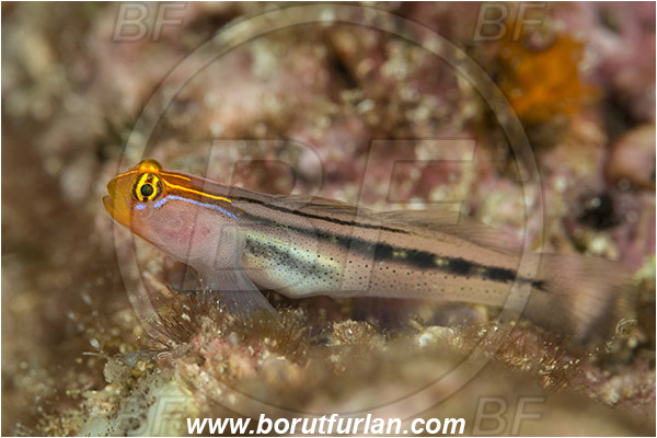 Isla Espirito Santo, La Paz, Baja California, Sea of Cortez, Mexico, Pacific ocean, Elacatinus puncticulatus, Elacatinus, Gobiidae, Redhead goby, Goby, Fish