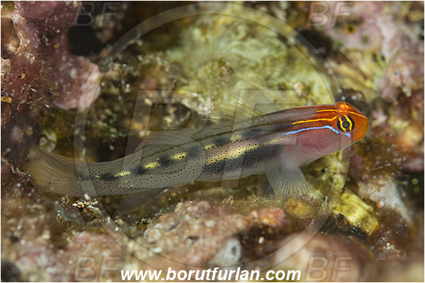 Isla Espirito Santo, La Paz, Baja California, Sea of Cortez, Mexico, Pacific ocean, Elacatinus puncticulatus, Elacatinus, Gobiidae, Redhead goby, Goby, Fish