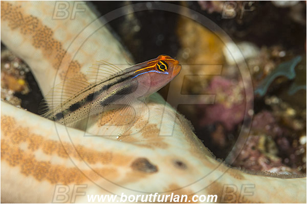 Isla Espirito Santo, La Paz, Baja California, Sea of Cortez, Mexico, Pacific ocean, Elacatinus puncticulatus, Elacatinus, Gobiidae, Redhead goby, Goby, Fish