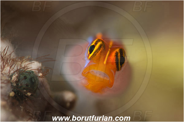 Isla Espirito Santo, La Paz, Baja California, Sea of Cortez, Mexico, Pacific ocean, Elacatinus puncticulatus, Elacatinus, Gobiidae, Redhead goby, Goby, Fish, Portrait