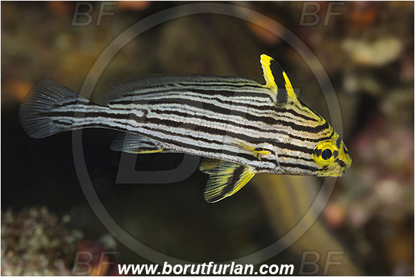 Isla Espirito Santo, La Paz, Baja California, Sea of Cortez, Mexico, Pacific ocean, Pareques viola, Pareques, Sciaenidae, Rock croaker, Gungo highhat, Highhat, Drum, Fish, Juvenile