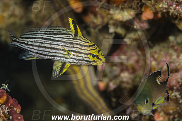 Isla Espirito Santo, La Paz, Baja California, Sea of Cortez, Mexico, Pacific ocean, Pareques viola, Pareques, Sciaenidae, Rock croaker, Gungo highhat, Highhat, Drum, Fish, Juvenile