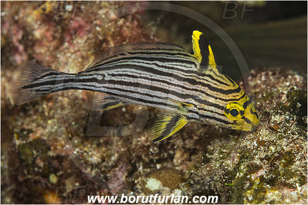 Isla Espirito Santo, La Paz, Baja California, Sea of Cortez, Mexico, Pacific ocean, Pareques viola, Pareques, Sciaenidae, Rock croaker, Gungo highhat, Highhat, Drum, Fish, Juvenile