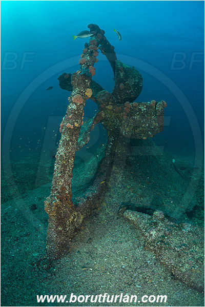La Reina, Isla Cerelvo, Baja California, Sea of Cortez, Mexico, Pacific ocean, Wreck, Propeller, Reef