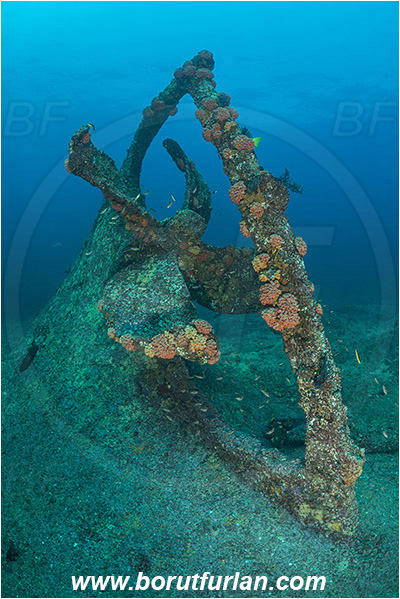 La Reina, Isla Cerelvo, Baja California, Sea of Cortez, Mexico, Pacific ocean, Wreck, Propeller, Reef