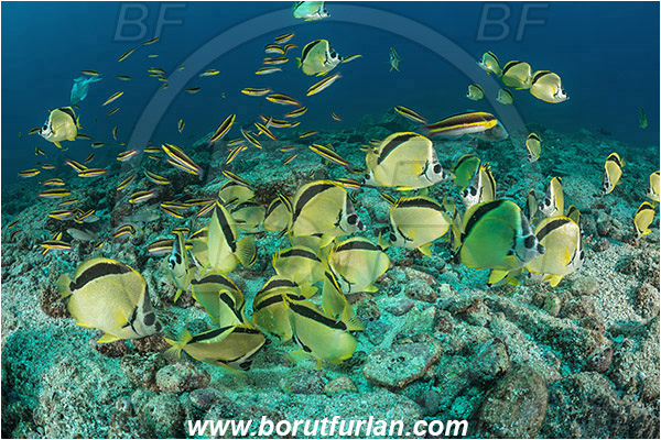 La Reina, Isla Cerelvo, Baja California, Sea of Cortez, Mexico, Pacific ocean, Johnrandallia nigrirostris, Johnrandallia, Chaetodontidae, Blacknosed butterflyfish, Butterflyfish, Fish, Fish school, Reef, Feeding