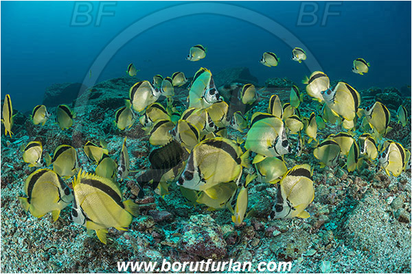 La Reina, Isla Cerelvo, Baja California, Sea of Cortez, Mexico, Pacific ocean, Johnrandallia nigrirostris, Johnrandallia, Chaetodontidae, Blacknosed butterflyfish, Butterflyfish, Fish, Fish school, Reef, Feeding