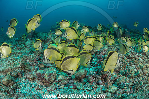 La Reina, Isla Cerelvo, Baja California, Sea of Cortez, Mexico, Pacific ocean, Johnrandallia nigrirostris, Johnrandallia, Chaetodontidae, Blacknosed butterflyfish, Butterflyfish, Fish, Fish school, Reef, Feeding