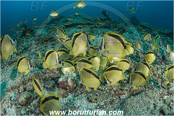 La Reina, Isla Cerelvo, Baja California, Sea of Cortez, Mexico, Pacific ocean, Johnrandallia nigrirostris, Johnrandallia, Chaetodontidae, Blacknosed butterflyfish, Butterflyfish, Fish, Fish school, Reef, Feeding