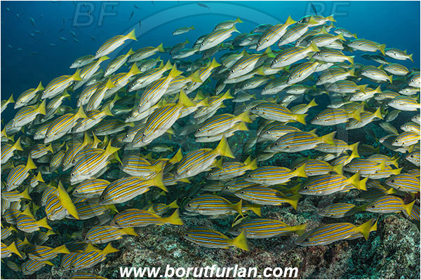 La Reina, Isla Cerelvo, Baja California, Sea of Cortez, Mexico, Pacific ocean, Lutjanus viridis, Lutjanus, Lutjanidae, Blue and gold snapper, Snapper, Fish, Fish school, Reef
