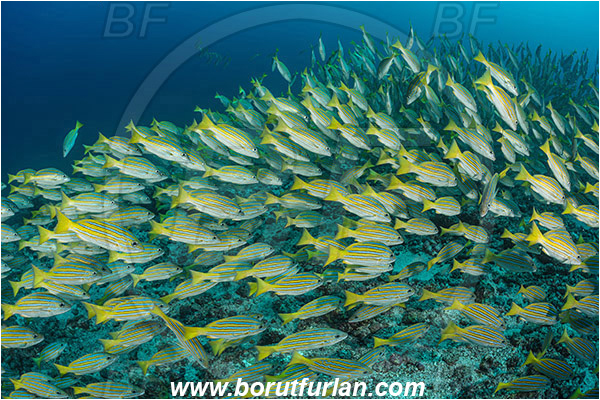 La Reina, Isla Cerelvo, Baja California, Sea of Cortez, Mexico, Pacific ocean, Lutjanus viridis, Lutjanus, Lutjanidae, Blue and gold snapper, Snapper, Fish, Fish school, Reef