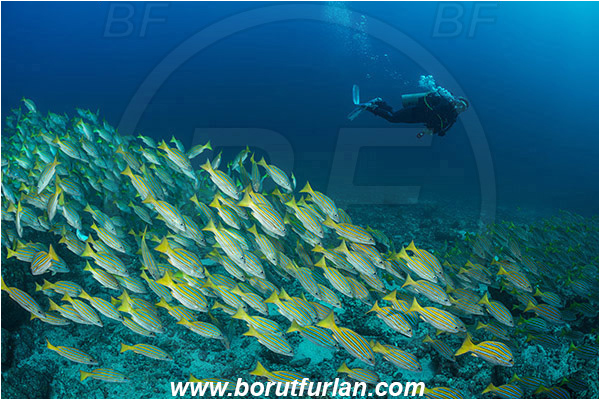 La Reina, Isla Cerelvo, Baja California, Sea of Cortez, Mexico, Pacific ocean, Lutjanus viridis, Lutjanus, Lutjanidae, Blue and gold snapper, Snapper, Fish, Fish school, Reef, Diver
