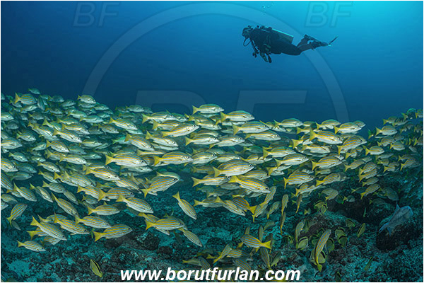 La Reina, Isla Cerelvo, Baja California, Sea of Cortez, Mexico, Pacific ocean, Lutjanus viridis, Lutjanus, Lutjanidae, Blue and gold snapper, Snapper, Fish, Fish school, Reef, Diver