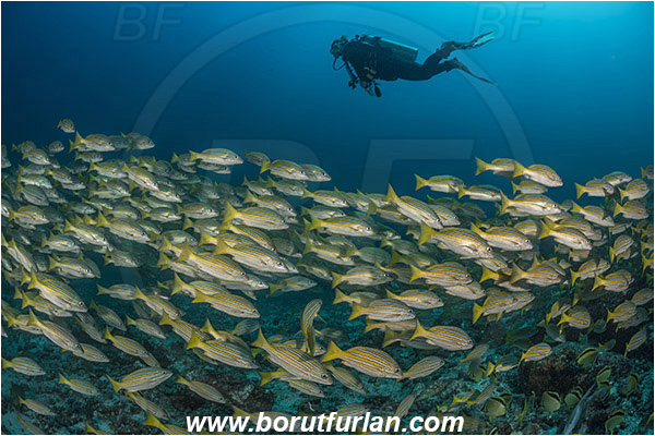La Reina, Isla Cerelvo, Baja California, Sea of Cortez, Mexico, Pacific ocean, Lutjanus viridis, Lutjanus, Lutjanidae, Blue and gold snapper, Snapper, Fish, Fish school, Reef, Diver