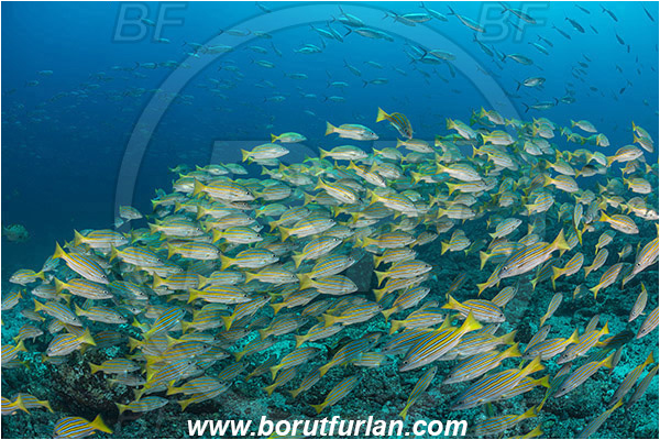 La Reina, Isla Cerelvo, Baja California, Sea of Cortez, Mexico, Pacific ocean, Lutjanus viridis, Lutjanus, Lutjanidae, Blue and gold snapper, Snapper, Fish, Fish school, Reef