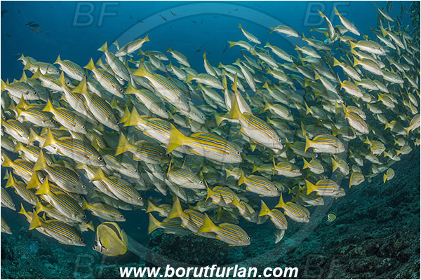 La Reina, Isla Cerelvo, Baja California, Sea of Cortez, Mexico, Pacific ocean, Lutjanus viridis, Lutjanus, Lutjanidae, Blue and gold snapper, Snapper, Fish, Fish school, Reef