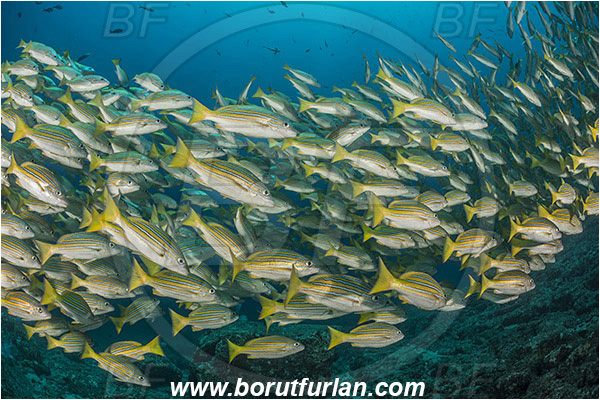 La Reina, Isla Cerelvo, Baja California, Sea of Cortez, Mexico, Pacific ocean, Lutjanus viridis, Lutjanus, Lutjanidae, Blue and gold snapper, Snapper, Fish, Fish school, Reef