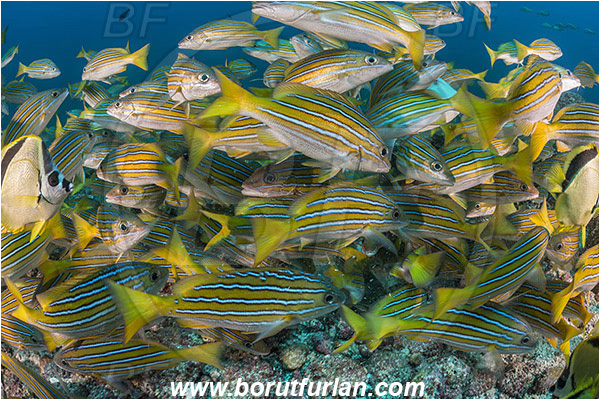 La Reina, Isla Cerelvo, Baja California, Sea of Cortez, Mexico, Pacific ocean, Lutjanus viridis, Lutjanus, Lutjanidae, Blue and gold snapper, Snapper, Fish, Fish school, Reef, Feeding