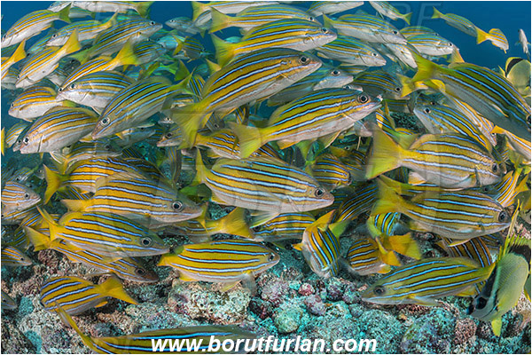 La Reina, Isla Cerelvo, Baja California, Sea of Cortez, Mexico, Pacific ocean, Lutjanus viridis, Lutjanus, Lutjanidae, Blue and gold snapper, Snapper, Fish, Fish school, Reef, Feeding