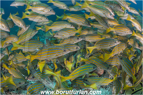 La Reina, Isla Cerelvo, Baja California, Sea of Cortez, Mexico, Pacific ocean, Lutjanus viridis, Lutjanus, Lutjanidae, Blue and gold snapper, Snapper, Fish, Fish school, Reef, Feeding