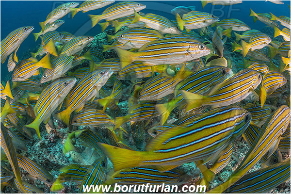 La Reina, Isla Cerelvo, Baja California, Sea of Cortez, Mexico, Pacific ocean, Lutjanus viridis, Lutjanus, Lutjanidae, Blue and gold snapper, Snapper, Fish, Fish school, Reef, Feeding