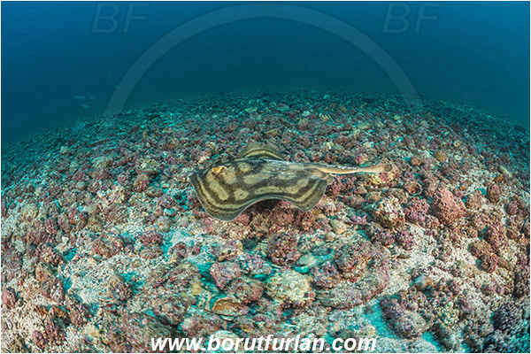 La Reina, Isla Cerelvo, Baja California, Sea of Cortez, Mexico, Pacific ocean, Urobatis concentricus, Urobatis, Urotrygonidae, Elasmobranchii, Bullseye round stingray, Stingray, Fish, Reef