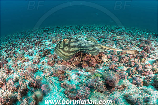 La Reina, Isla Cerelvo, Baja California, Sea of Cortez, Mexico, Pacific ocean, Urobatis concentricus, Urobatis, Urotrygonidae, Elasmobranchii, Bullseye round stingray, Stingray, Fish, Reef
