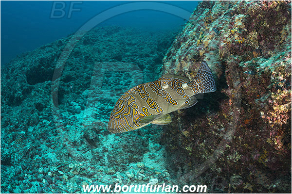 La Reina, Isla Cerelvo, Baja California, Sea of Cortez, Mexico, Pacific ocean, Cirrhitus rivulatus, Cirrhitus, Cirrhitidae, Giant hawkfish, Hawkfish, Fish, Reef