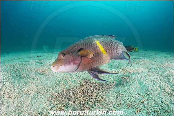 Isla Espirito Santo, La Paz, Baja California, Sea of Cortez, Mexico, Pacific ocean, Bodianus diplotaenia, Bodianus, Labridae, Mexican hogfish - male, Hogfish, Fish, Wrasse, Sand