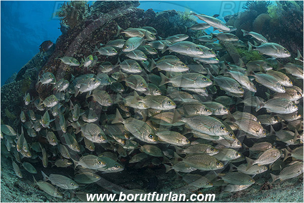 Baja California, Fish, Fish school, Grunt, Haemulidae, Haemulon, Haemulon maculicauda, Isla Espiritu Santo, La Paz, Mexico, Pacific ocean, Sea of Cortez, Spottail grunt, Reef