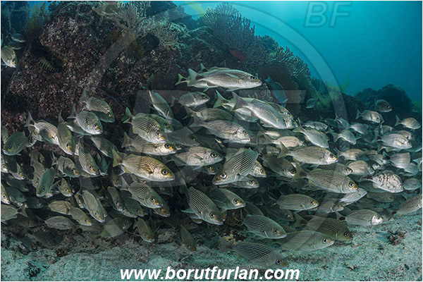 Baja California, Fish, Fish school, Grunt, Haemulidae, Haemulon, Haemulon maculicauda, Isla Espiritu Santo, La Paz, Mexico, Pacific ocean, Sea of Cortez, Spottail grunt, Reef