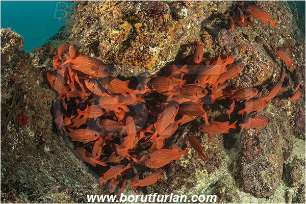 Isla Espiritu Santo, Baja California, La Paz, Mexico, Sea of Cortez, Pacific ocean, Myripristis leiognathus, Myripristis, Holocentridae, Panamic soldierfish, Soldierfish, Fish, Fish school, Reef