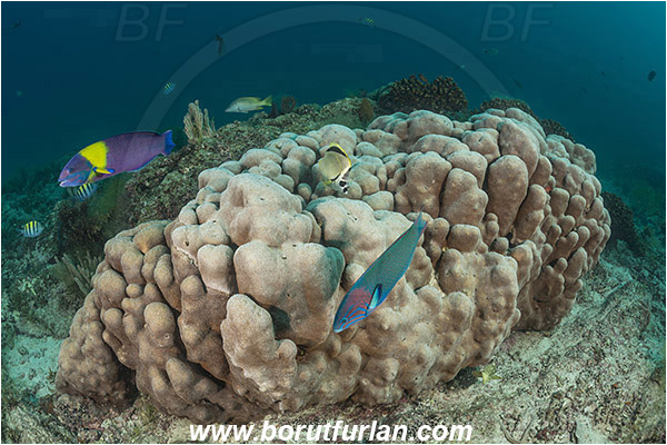 Isla Espiritu Santo, La Paz, Baja California, Sea of Cortez, Mexico, Pacific ocean, Pavona gigantea, Pavona, Agariciidae, Coral, Anthozoa, Cnidaria, Cnidarian, Reef