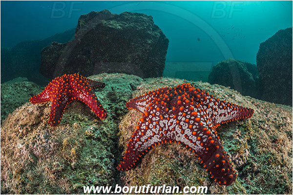 Los Islotes, La Paz, Baja California, Sea of Cortez, Mexico, Pacific ocean, Pentaceraster cumingi, Pentaceraster, Oreasteridae, Echinoderm, Echinodermata, Panamic Cushion Starfish, Starfish, Reef