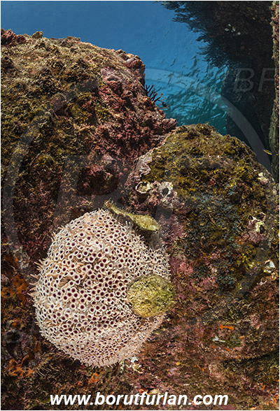 Los Islotes, La Paz, Baja California, Sea of Cortez, Mexico, Pacific ocean, Toxopneustes roseus, Toxopneustes, Toxopneustidae, Rose Flower Urchin, Sea Urchin, Echinoidea, Echinodermata, Echinoderm, Reef
