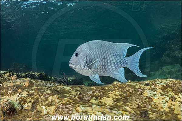Los Islotes, La Paz, Baja California, Sea of Cortez, Mexico, Pacific ocean, Microspathodon dorsalis, Microspathodon, Pomacentridae, Giant damselfish, Damselfish, Fish, Reef